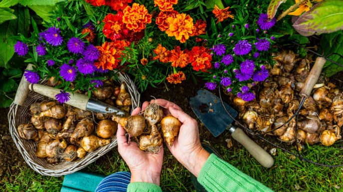 I bulbi autunnali da piantare nel tuo giardino