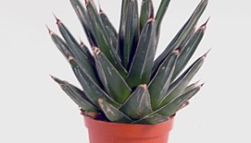 Agave