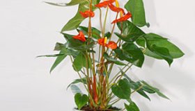 Anthurium