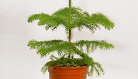 Araucaria