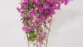 Bougainvillea
