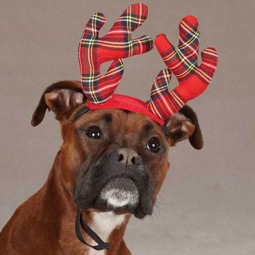 Immagini Cani Natale.Natale Vestiti Da Cani Le Nuove Collezioni Dilei