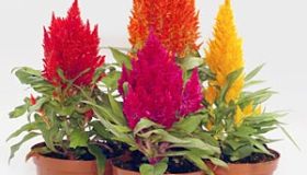 Celosia
