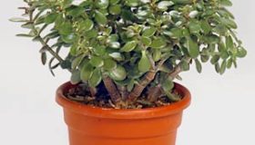 Crassula