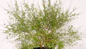 Cytisus