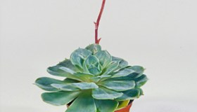 Echeveria fiorita