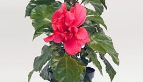 Hibiscus