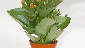 Kalanchoe