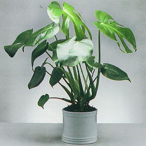 Monstera