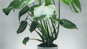 Monstera