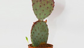 Opuntia