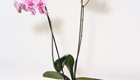 Phalaenopsis