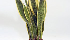 Sanseveria
