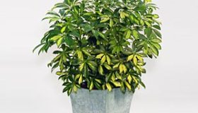 Schefflera