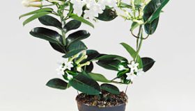 Stephanotis