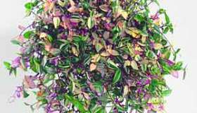Tradescantia