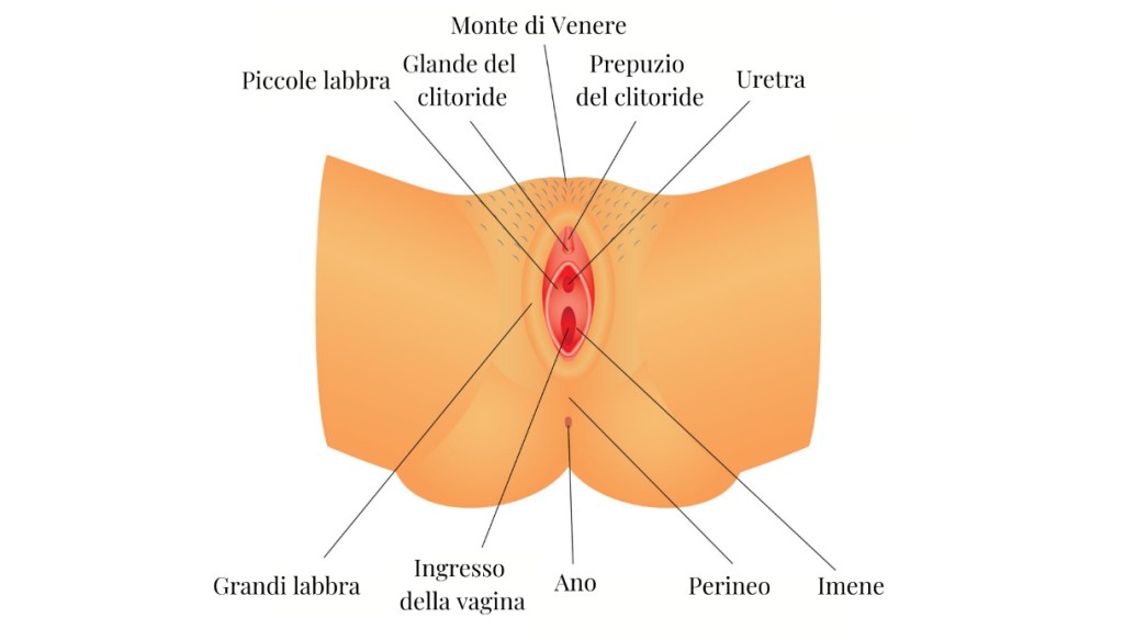 anatomia vagina