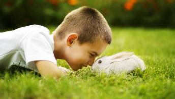 Coniglio domestico: come prendersene cura