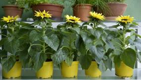 Coltivare girasole in vaso