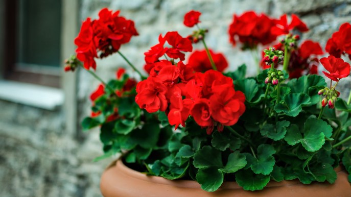 Balcone fiorito: guida alla coltivazione dei gerani in vaso