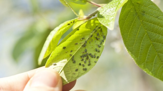 I 5 parassiti delle piante da eliminare in fretta
