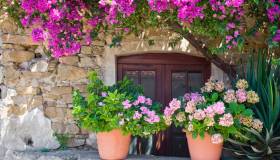 5 piante per avere tanti fiori sul balcone in ombra