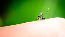 Zanzare in natura, a cosa servono e che benefici portano