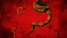 Verme solitario: sintomi e come eliminarlo con rimedi naturali