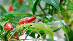 Peperoncino in balcone: come coltivarlo