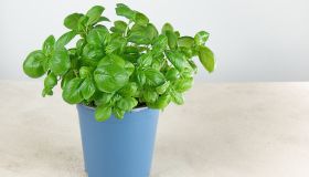 Come coltivare il basilico in vaso