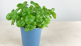 coltivare-basilico-vaso