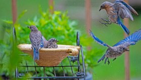 Sapete quali sono gli animali più ordinati?