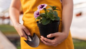 Tutto sulla cura delle surfinie in balcone