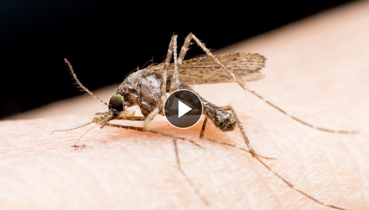 Rimedi contro le zanzare naturali e fatti in casa | DiLei