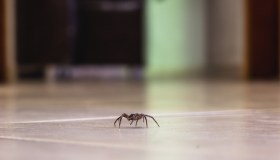 Trucchi fai da te per tenere i ragni lontani da casa