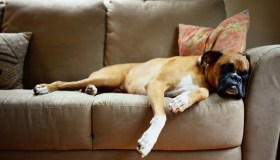 Oroscopo, il cane ideale per il tuo segno zodiacale