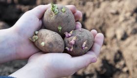 Come piantare le patate nell’orto e in vaso: la guida pratica