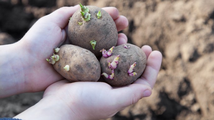 Come piantare le patate nell’orto e in vaso: la guida pratica