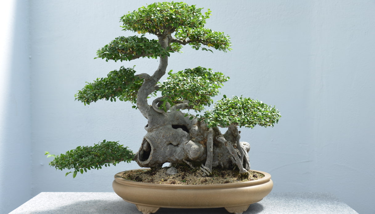 Bonsai Ficus Ginseng Pianta di Ficus Ginseng pianta vera da interno e  matrimonio