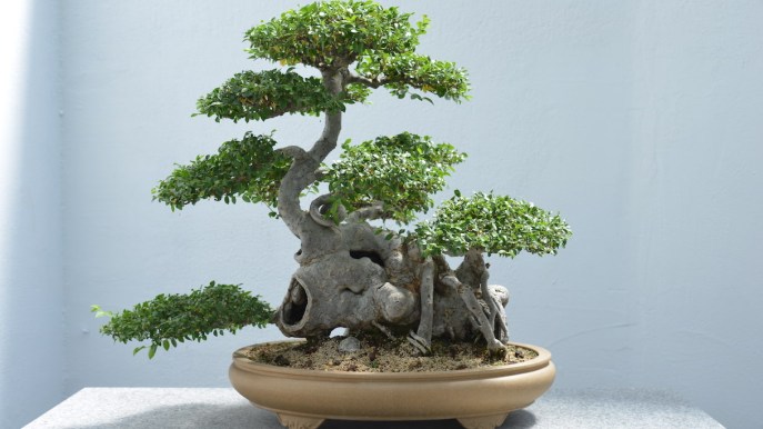 Come curare un bonsai: dove metterlo e quanto innaffiarlo