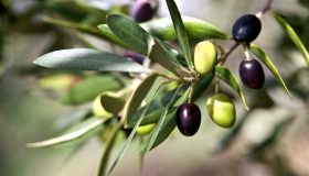 Come e quando potare l’ulivo: il trucco per moltiplicare i rami