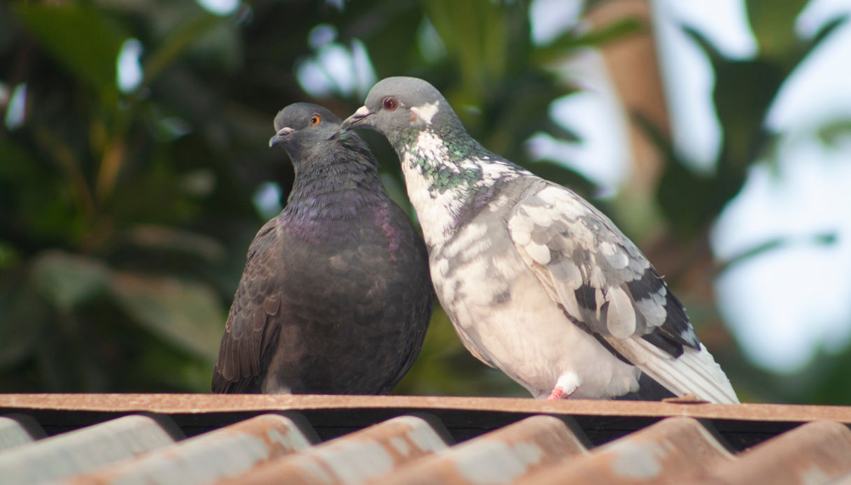 Come allontanare i piccioni dal balcone in modo naturale