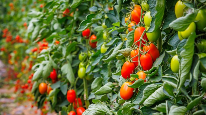 Come coltivare e curare i pomodori