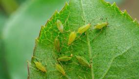 eliminare-pidocchi-piante