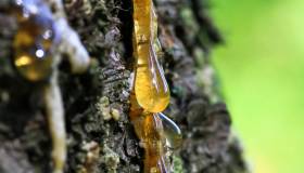 Come eliminare le macchie di resina