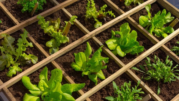 Cinque soluzioni per coltivare l’orto in spazi ristretti