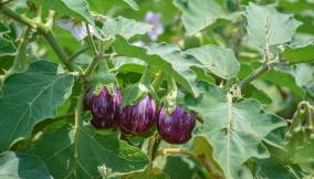come-coltivare-melanzane
