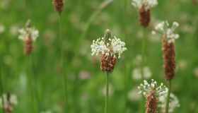 Cura corpo e mente con queste 5 piante sciamaniche