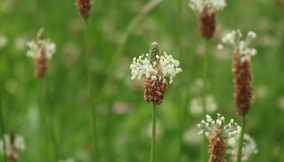 piantaggine