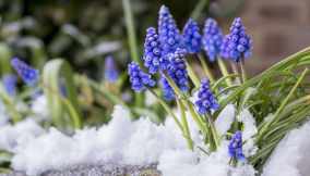 Fiori invernali